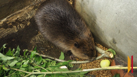 Воронежский суд заблокировал очередной сайт с информацией об охоте на бобров