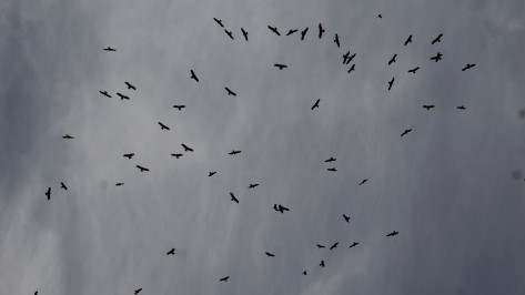 Черные коршуны прилетели в Воронежскую область раньше, чем обычно