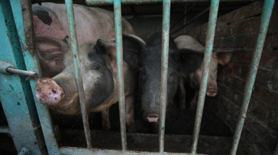 Главный ветеринар области: личные подворья – самое слабое звено в борьбе с африканской чумой свиней