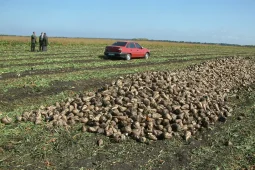 Воронежские агрогенетики смогут на треть закрыть потребность РФ в семенах сахарной свеклы