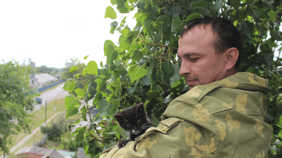 В Таловой спасатели сняли котенка с верхушки 19-метрового тополя