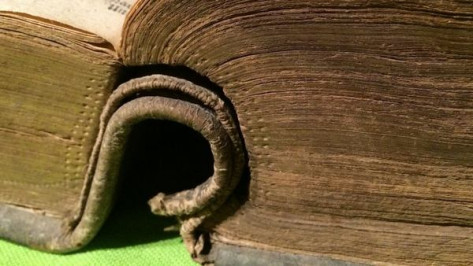 Воронежский литмузей покажет старинные библии