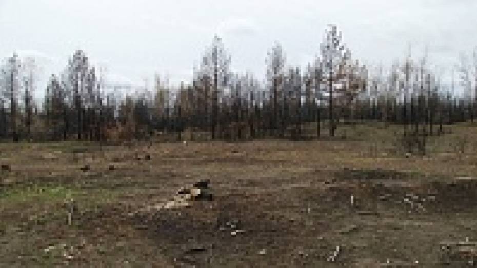 За год в Воронежской области расчищено горельников на треть больше запланированного