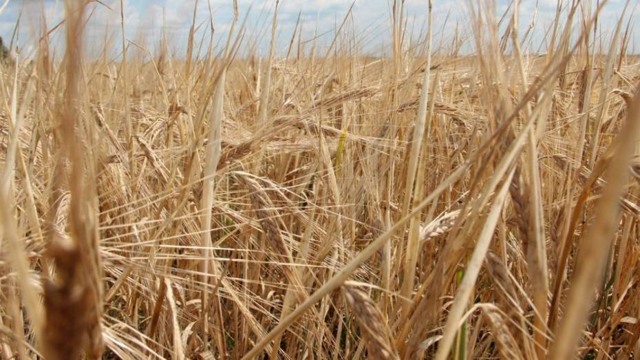 Урожай зерна в России в 2015 году может составить 102 млн т