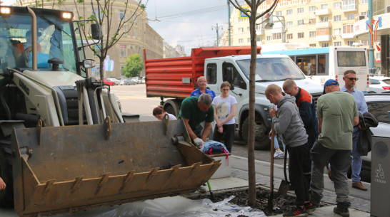 Плохо прижившиеся деревья убрали с проспекта Революции в Воронеже