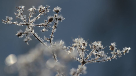 Новый год в Воронеже начнется с 15-градусного мороза
