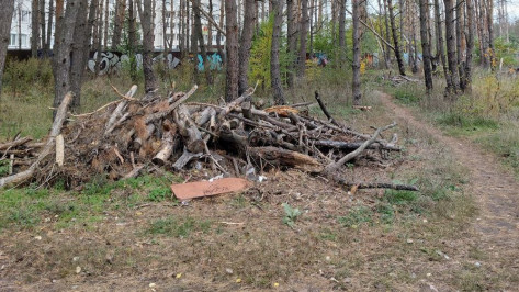 Воронежцев предупредили о работах в Северном лесу