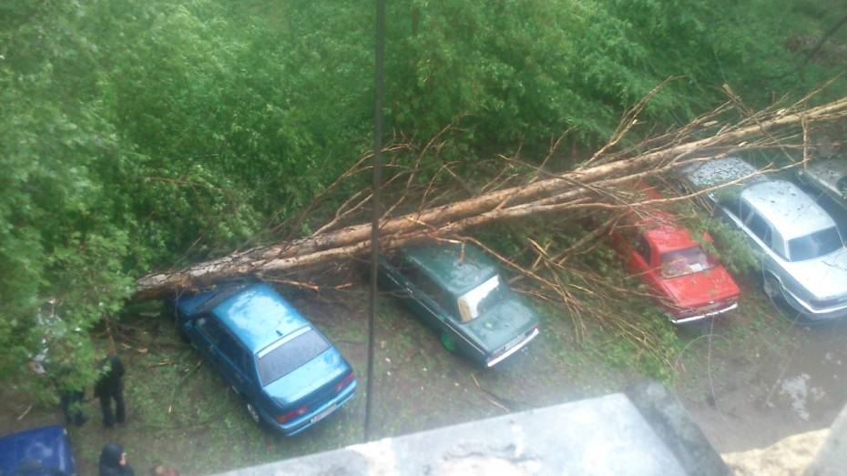 Возле общежития Лесотехнической академии в Воронеже одно дерево повредило сразу пять автомобилей