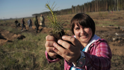 Экоактивисты позвали воронежцев сажать сосны на Кожевенном кордоне