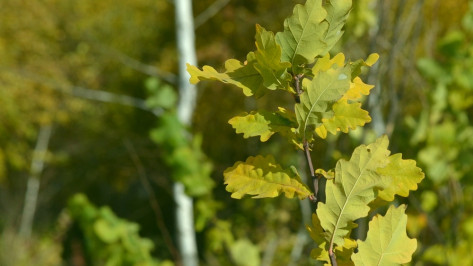 В Грибановском районе посадили 42 тыс дубков