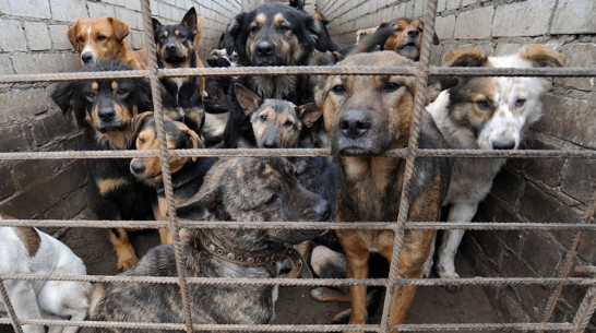 Зоозащитники: В Воронеже мошенница собирает деньги для приюта «Дора» 