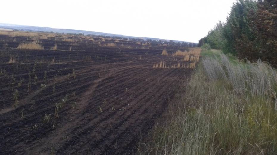 Фермер из Кантемировского района, чье поле уничтожил пожар: «Это был поджог»