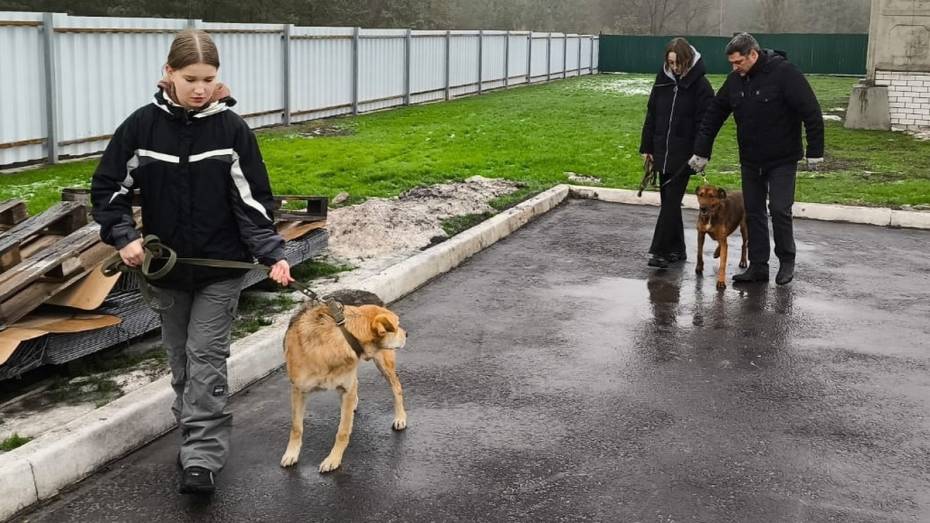 В мэрии Воронежа рассказали о социализации собак в муниципальном приюте