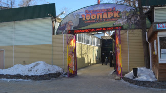 Воронежский зоопарк временно приютил самку сбежавшего тигра