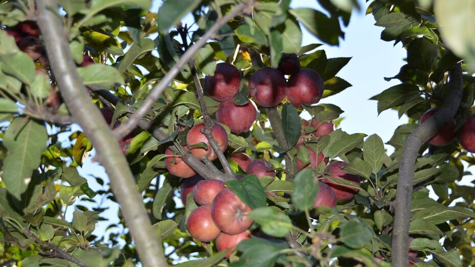 Площадь органических яблоневых садов в Воронежской области достигла 336 га