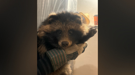 Воронежские волонтеры ищут дом для енотовидной собаки Фунтика