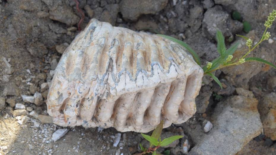 В Воронежской области хуторянин нашел 1,5-килограммовый зуб мамонта 