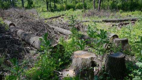 Мэрия Воронежа возьмет на контроль вырубку деревьев в «Задонье»
