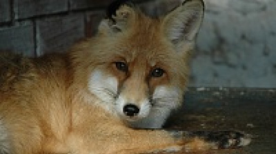 В Воронежской области число бешеных животных за год сократилось вчетверо