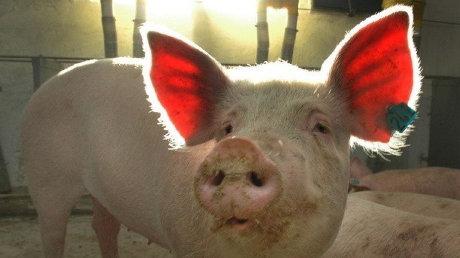 Задержанные полицией подозрительные свиньи попали на воронежский мясокомбинат