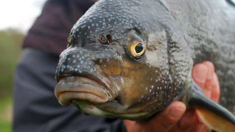 Воронежец сачком похитил 19 кг живых карпов и попал в колонию строгого режима