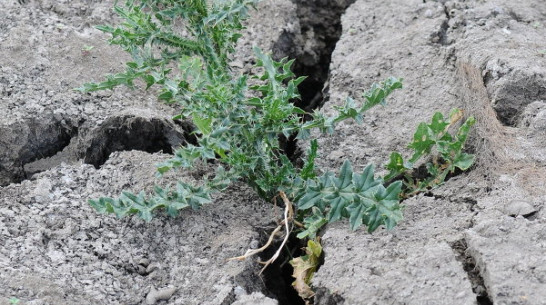 Засушливая погода ждет Воронежскую область в ближайшие дни 