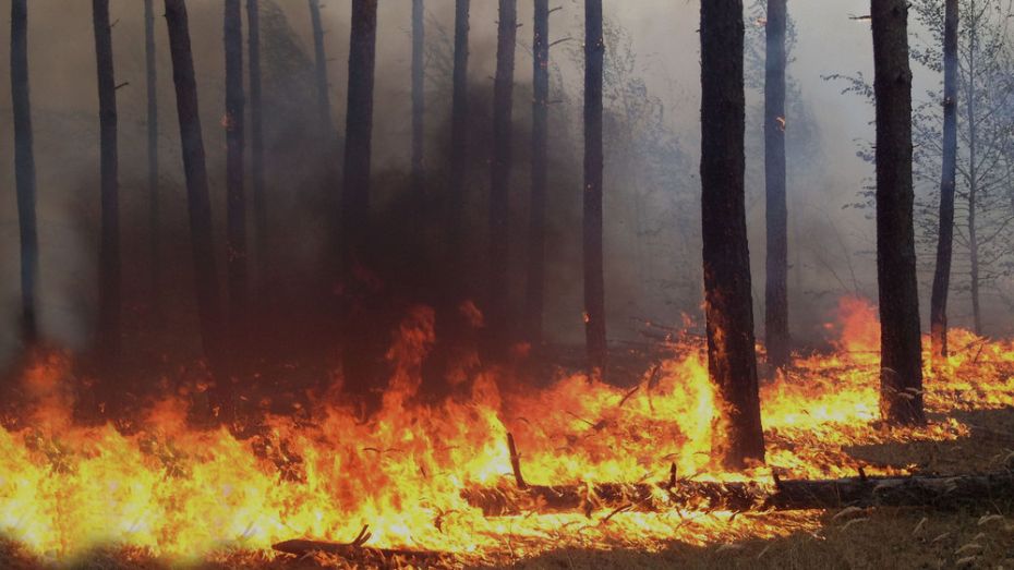 В Лисках сгорело около 9 га леса у лыжероллерной трассы