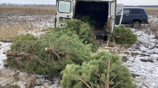 Первого «новогоднего» лесоруба поймали с поличным в Воронежской области
