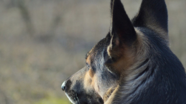 Служебная собака помогла раскрыть квартирную кражу в Воронежской области