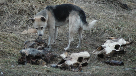 В трех районах Воронежа отстреляют бездомных собак из-за карантина по бешенству