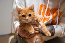 «Кошачий бог существует». Как воронежские волонтеры спасают брошенных животных и ищут им дом