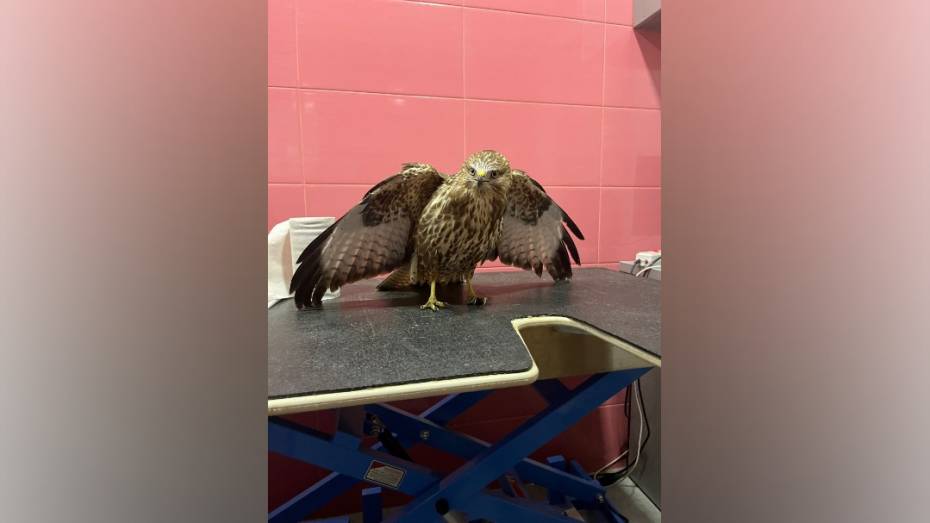 Дальнобойщик передал воронежским волонтерам сбитого на дороге канюка