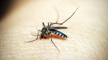 Жительница Воронежа заболела лихорадкой денге после поездки в Азию