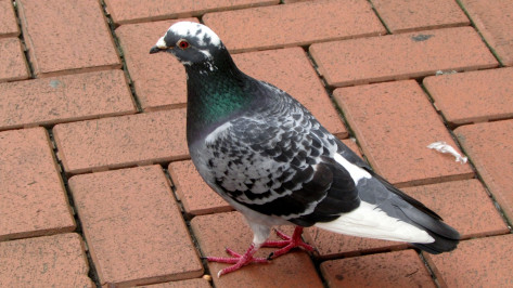 На Острогожском кольце в Воронеже массово гибнут голуби