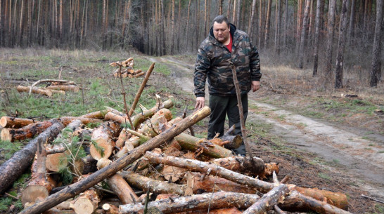 За незаконную рубку валежной древесины россошанец заплатит штраф 