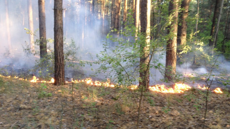 Воронежцы потушили огонь в лесу в районе улицы 9 Января