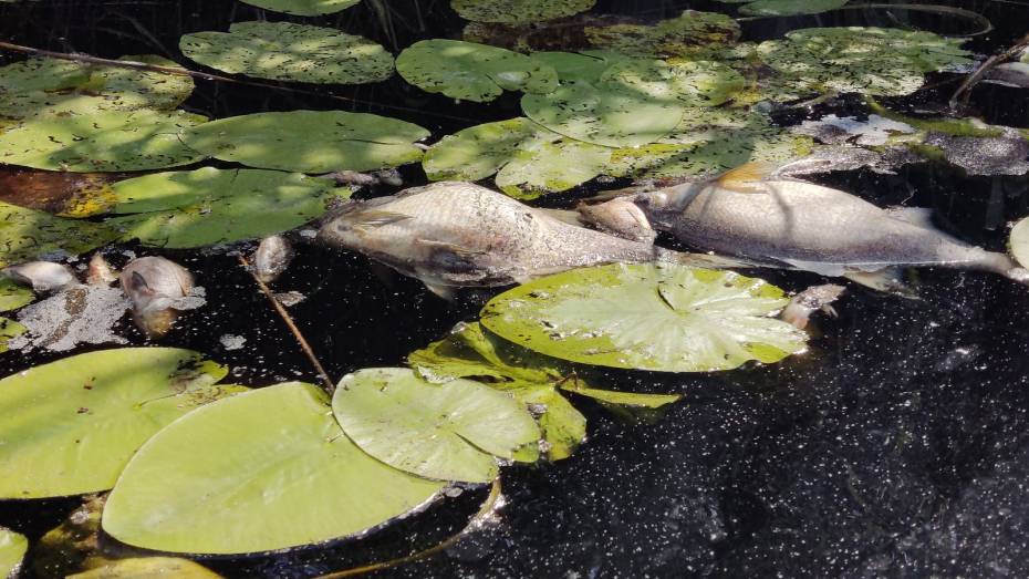 Воронежцы сообщили о массовой гибели рыбы в реке Токай