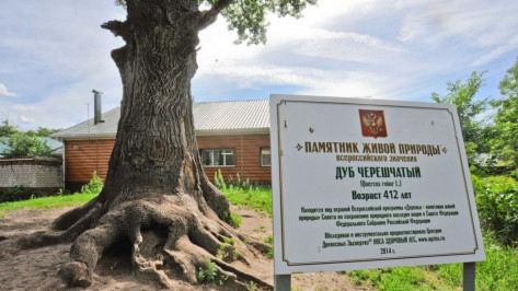 В Воронежской области деревья-памятники подготовили к зиме