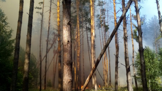 Очевидцы: под Воронежем загорелся лес