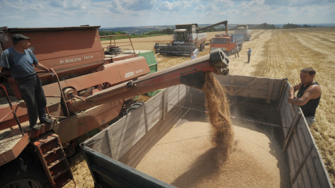 В Воронежской области собрали первый миллион тонн зерна