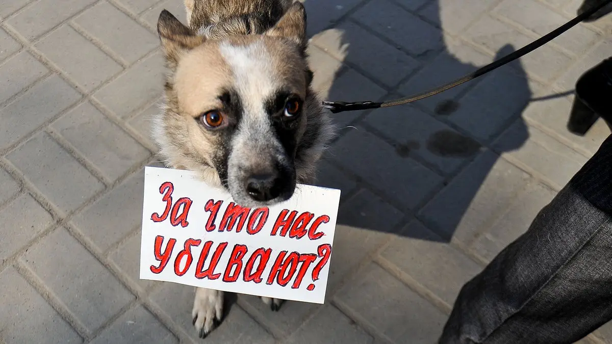 Пятьсот голодных. Во сколько обойдется Воронежу приют для бездомных животных