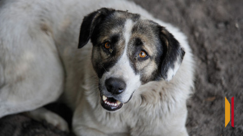 Воронежцы пожаловались на стаю агрессивных собак на детской площадке