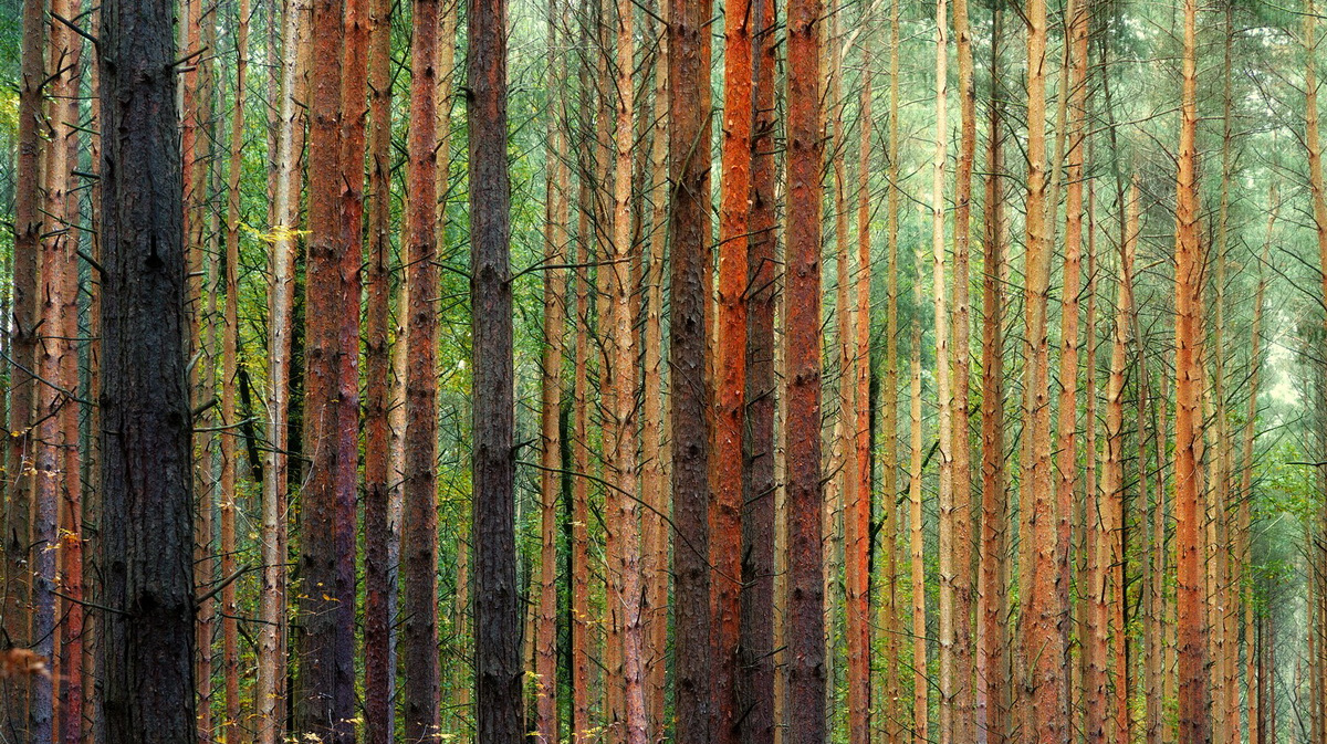 Воронеж природа лес