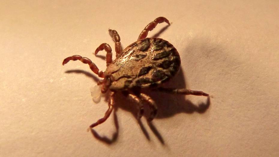 За десять дней 18 воронежцев пострадали от укусов клещей