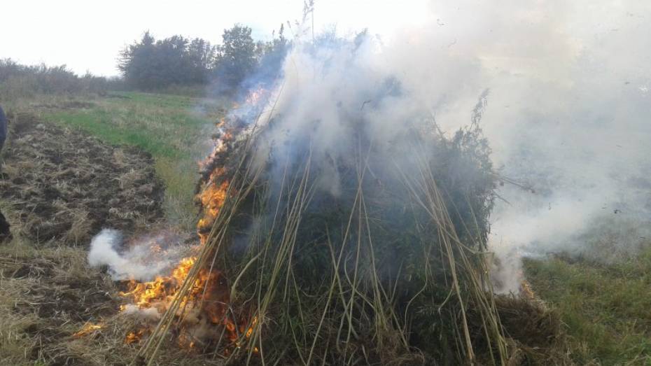 В Воронежской области сожгли 750 кг конопли
