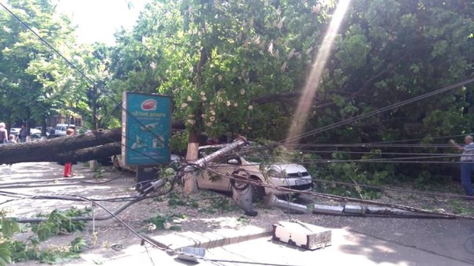 Рухнувшие в центре Воронежа дерево и столб повредили 7 машин