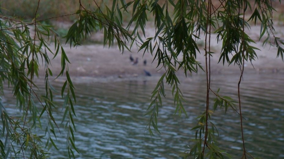 Власти проверили озеро Круглое после жалоб воронежцев