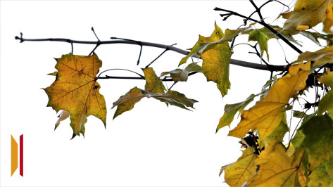 В Воронежской области ожидаются заморозки до -2 градусов