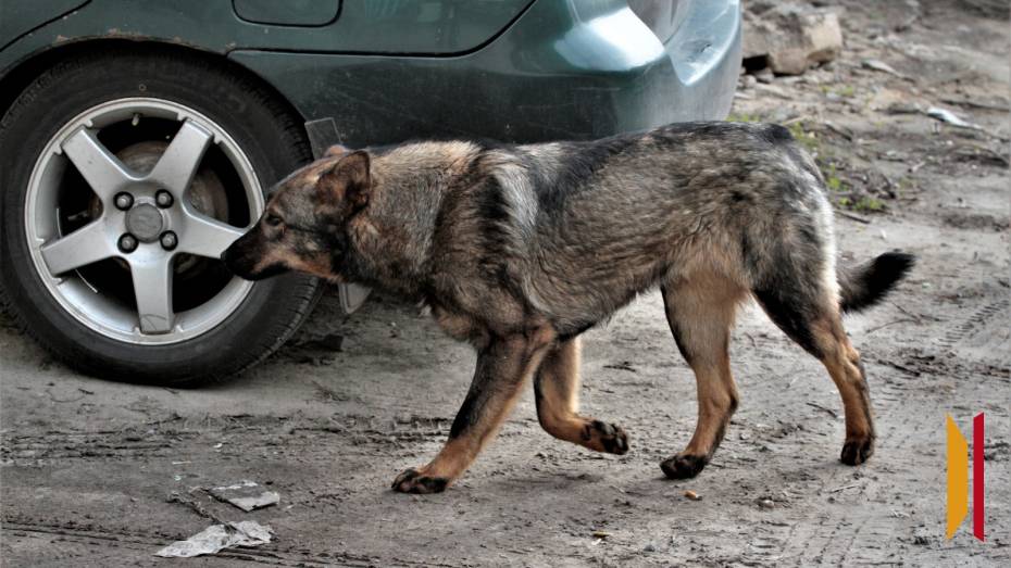 В Воронеже бездомная собака покусала ребенка за лицо