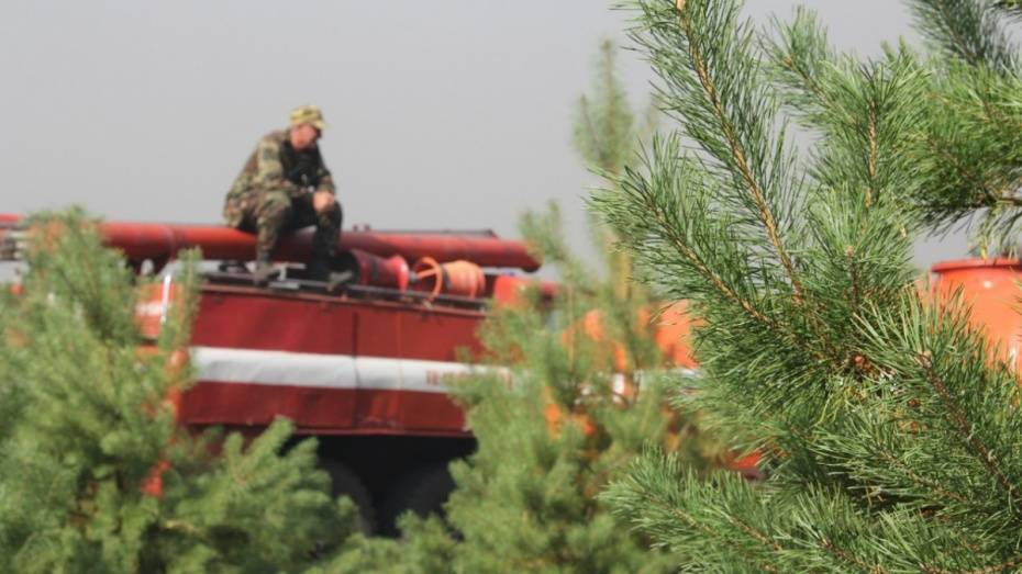 Воронежскому лесопожарному центру поставили 78 контрафактных бензопил на 2 млн рублей